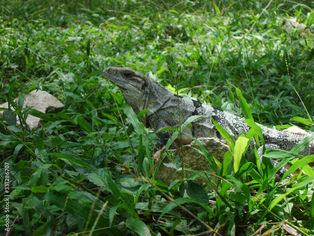 Obraz premium Portrait of a brown iguana on the grass
