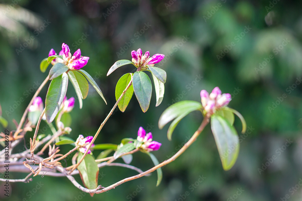 The first spring flowers on deoyeva and bushes, blooming buds, partial blur, awakening of nature, copyspace for text The first spring flowers on deoyeva and bushes, blooming buds, partial blur, awakening of nature, copyspace for text