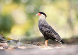Southern crested caracara against clear background