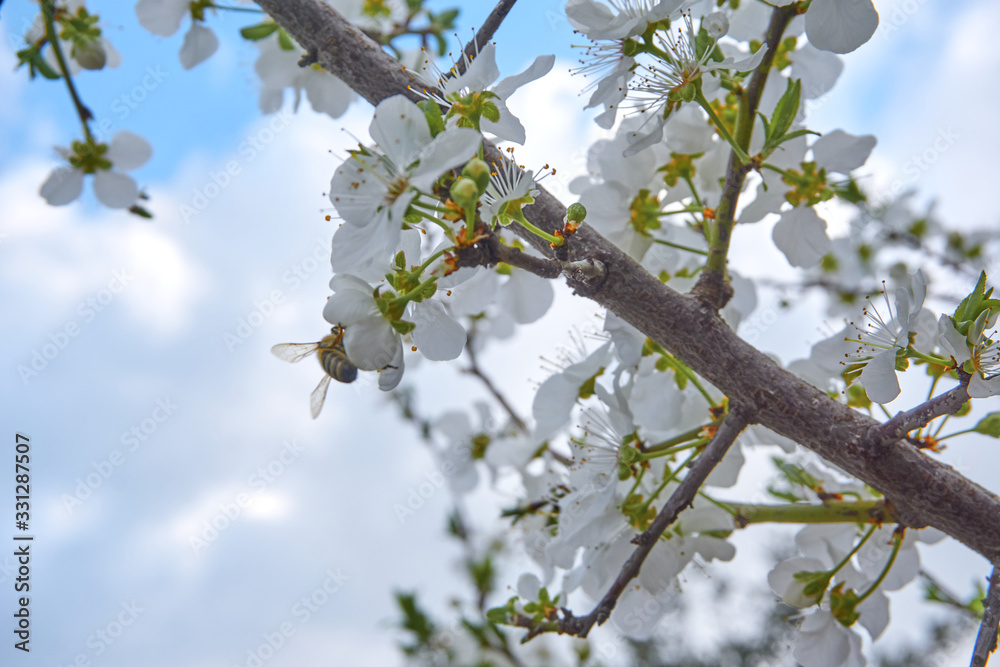 Near plan shot of a beautiful spring branch Near plan shot of a beautiful spring branch