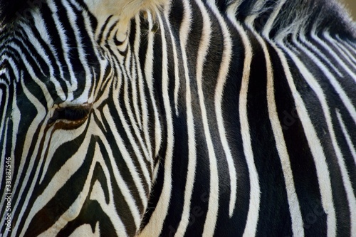 Zebra Streifen