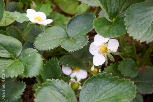 Strawberry plant in the garden