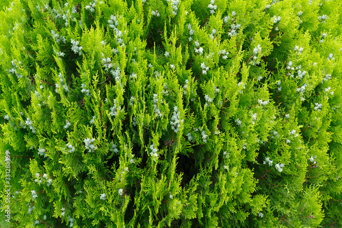thuja occidentalis with cones on the branches