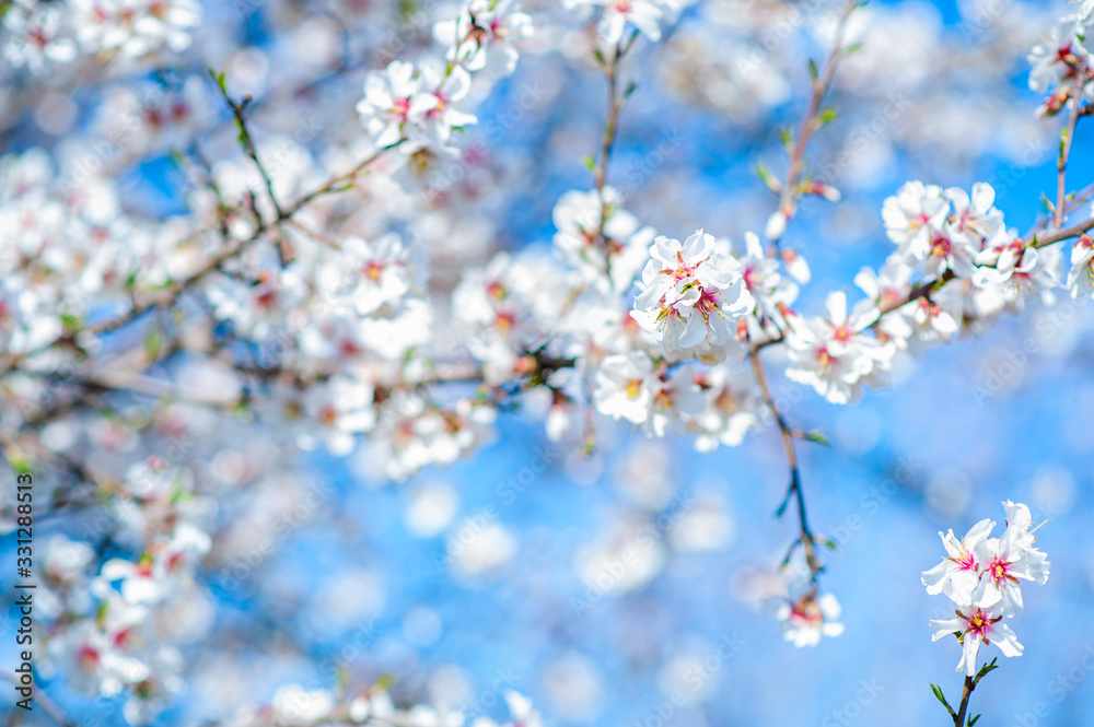Gentle flowering almond tree. Branches of almond flowers in sunny den on the background of the blue-sky. Selective focus Gentle flowering almond tree. Branches of almond flowers in sunny den on the background of the blue-sky. Selective focus