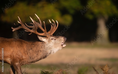 Red deer stag calling during rutting season in autumn