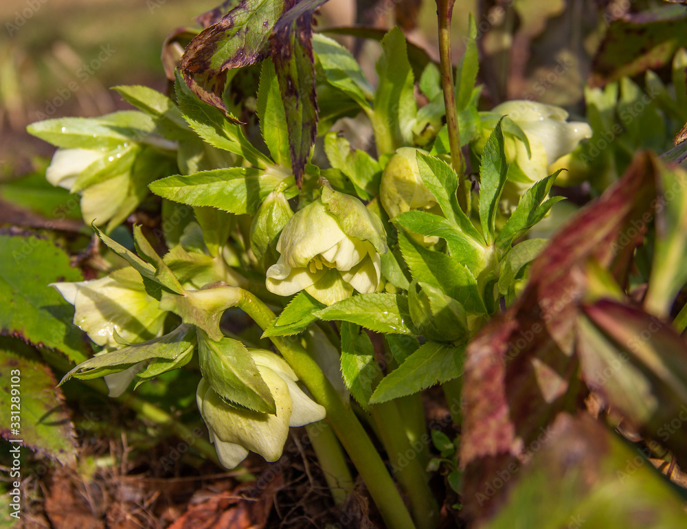Herbaceous perennial plant hellebore blooms in early spring. Primroses in the garden. Spring flowers. Herbaceous perennial plant hellebore blooms in early spring. Primroses in the garden. Spring flowers.