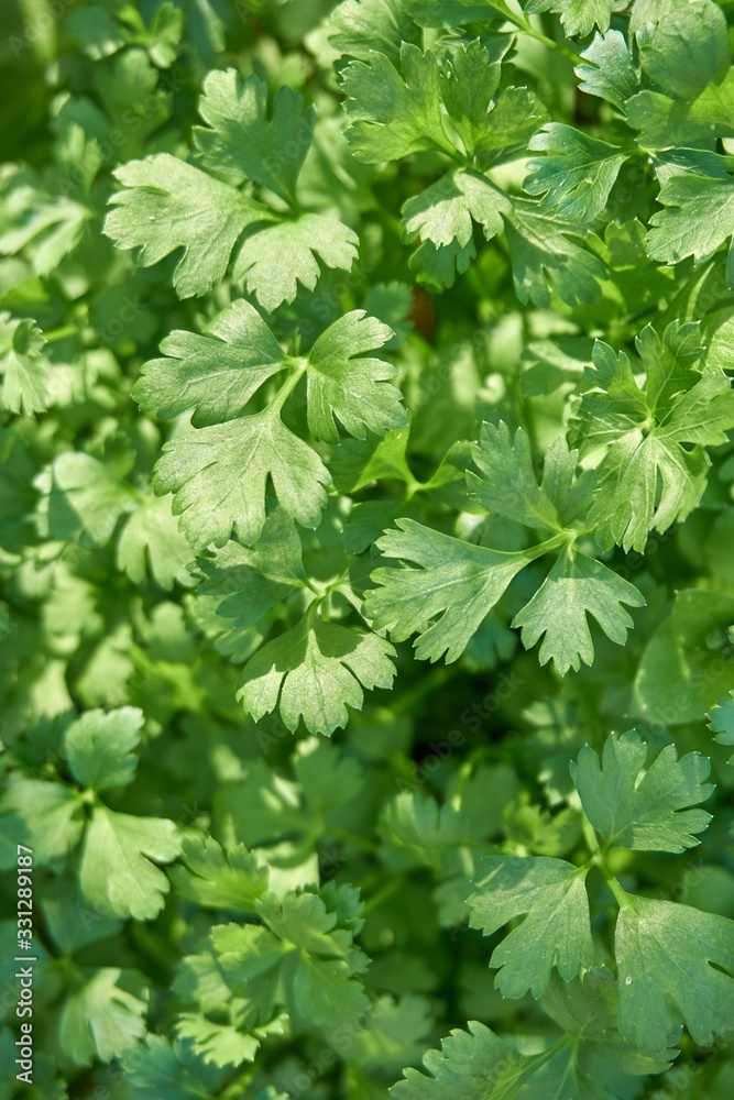 Fresh and organic parsley in the garden Fresh and organic parsley in the garden