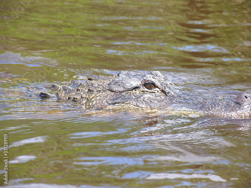Everglades, Touring, Airboat, Alligator, Fish, Animals, Copeland, Florida, United States