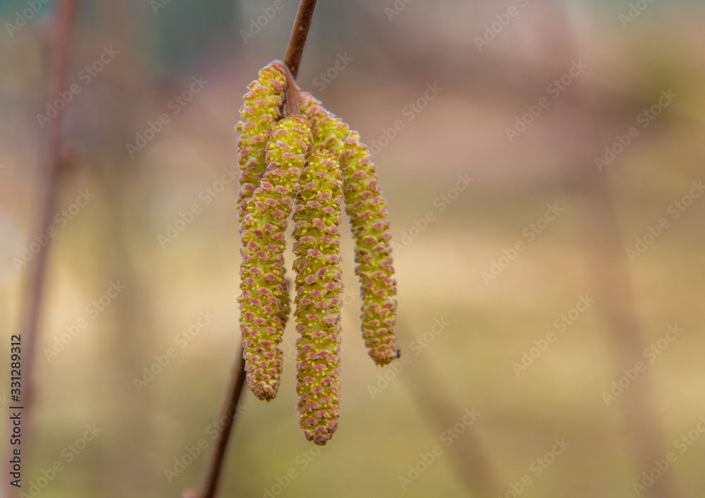 .Hazel branch with catkins in early spring. Beginning of pollen Allergy season. Selective focus. .Hazel branch with catkins in early spring. Beginning of pollen Allergy season. Selective focus.