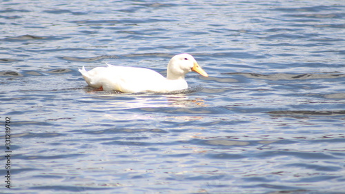 White goose