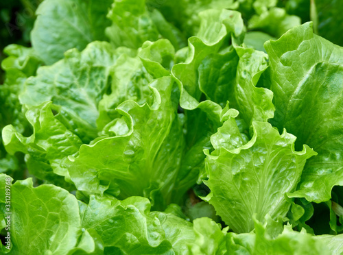 Fresh and organic lettuce in the garden