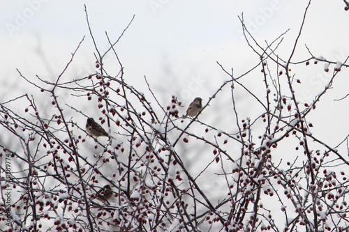 Winter Snow Birds