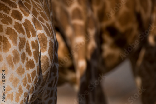 Sticker Giraffe