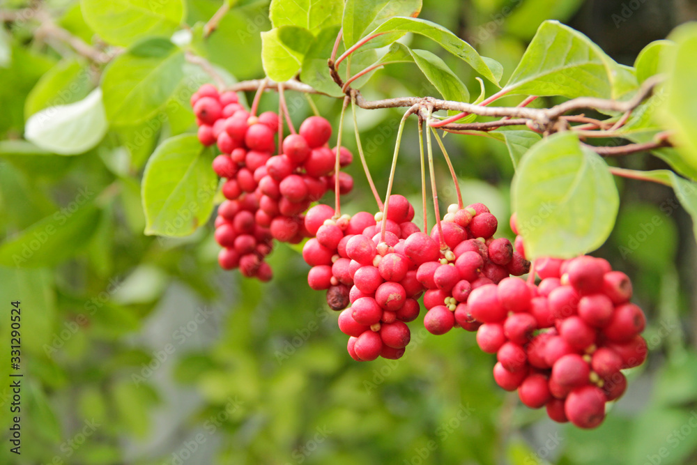 Red fruits of schisandra growing on branch in row. Schizandra on liana in garden Red fruits of schisandra growing on branch in row. Schizandra on liana in garden