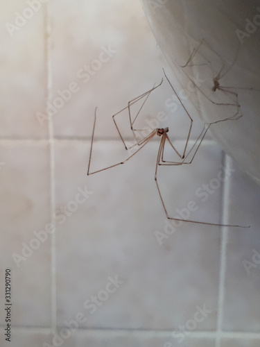 Reflection of Large Daddy Long Legs Spider in the Bathroom