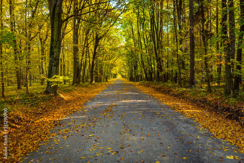 Beautifully lit autumn road with lots of leaves through the forest in Moravia
