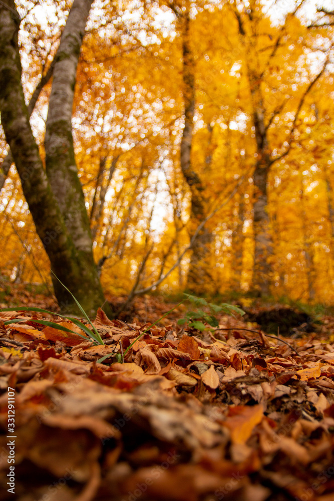 tree leaves falling on the ground in autumn,.seven lakes tree leaves falling on the ground in autumn,.seven lakes