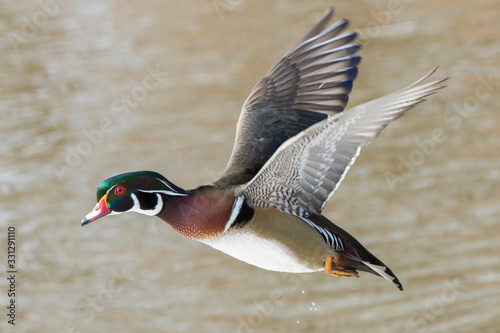 Wood duck drake in flight