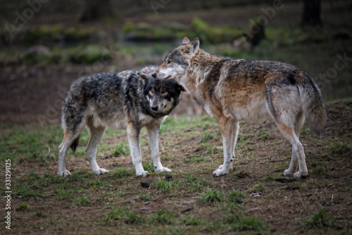 Europäischer Wolf Grauwolf © Jasmin Walter