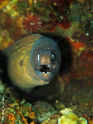 Moray Eel