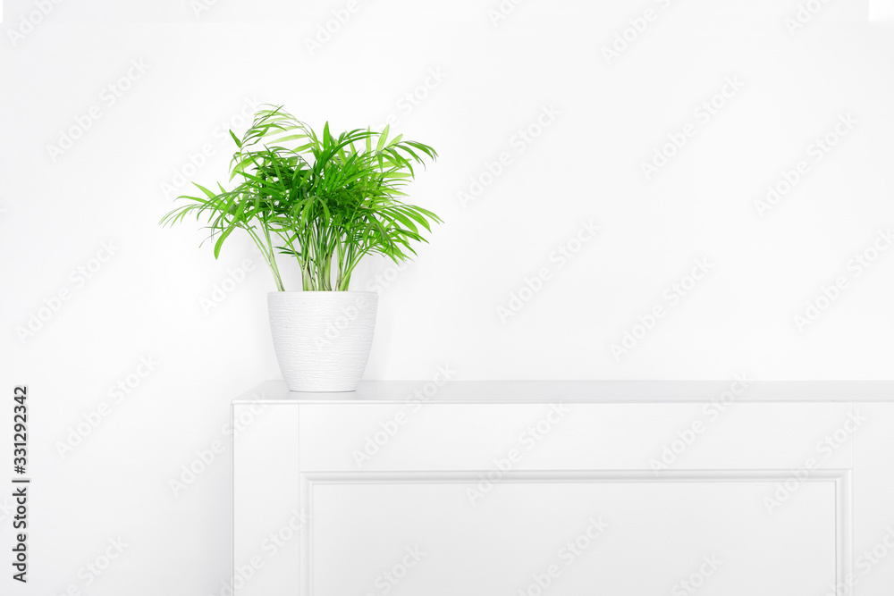 green home flower in a white pot on white dresser, plants in the interior, the concept of minimalism and eco-friendly style in the interior green home flower in a white pot on white dresser, plants in the interior, the concept of minimalism and eco-friendly style in the interior