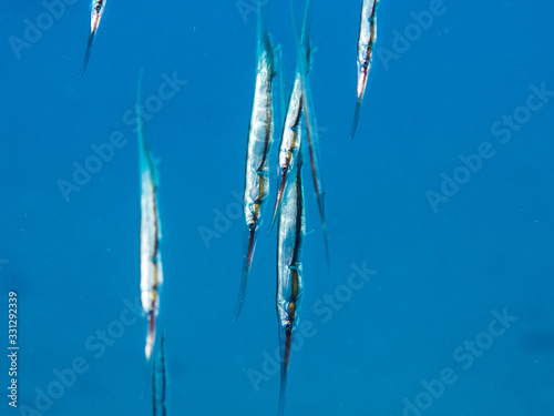 Razor Fish
