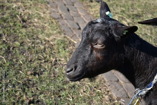 Close up of a black goat head in profile.