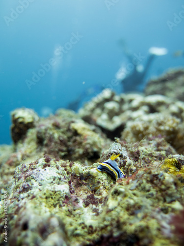 Nudibranch