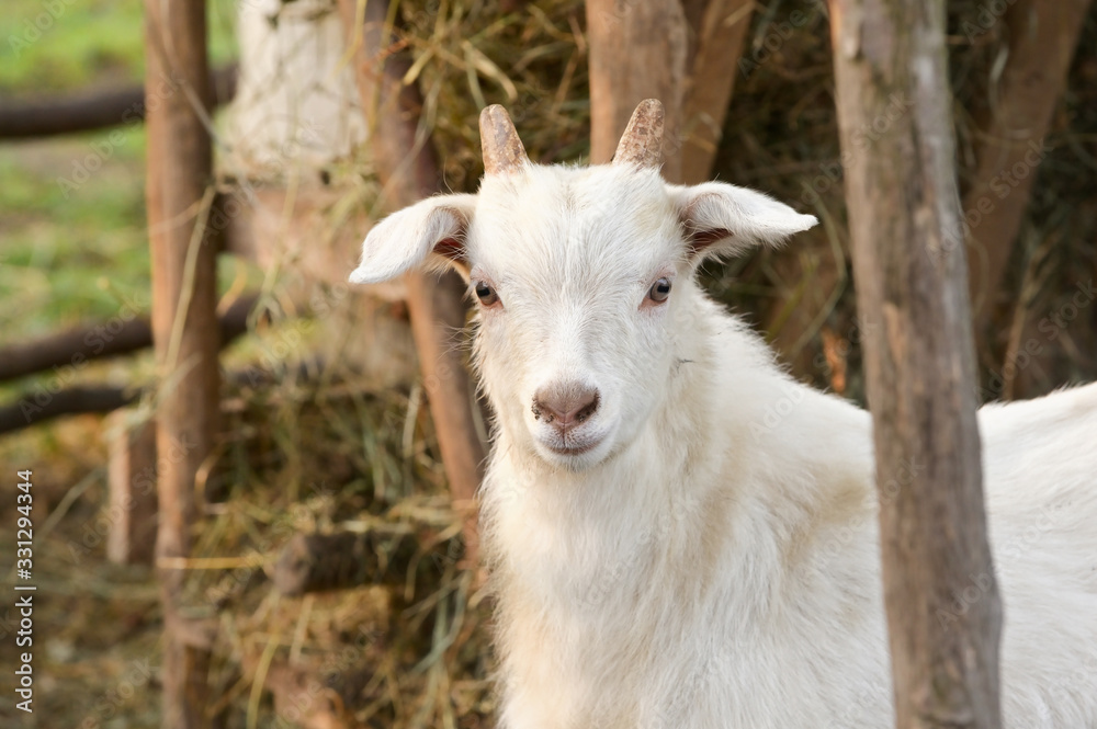 Young Goat In The Spring Farm