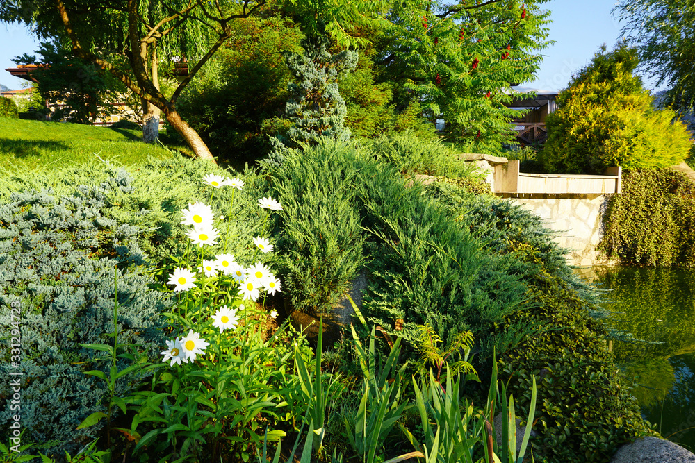 Obraz premium Beautiful white daisy flowers in the backyard garden