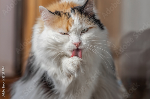 Portrait of a beautiful adult fluffy long-haired tri-colored cat with green eyes and pink nose who licks its paw with its red rough tongue on a blurred gray background