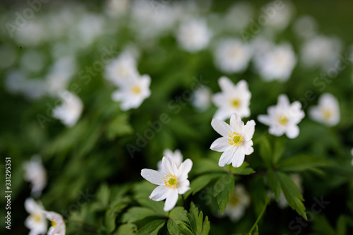 Anemone nemorosa flower blooming outdoors at spring day