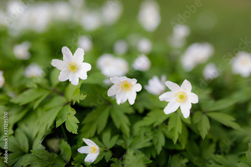 Anemone nemorosa flower blooming outdoors at spring day