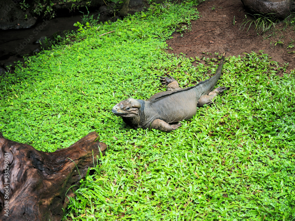 The monitor lizard is lying on the grass. The monitor lizard is lying on the grass.