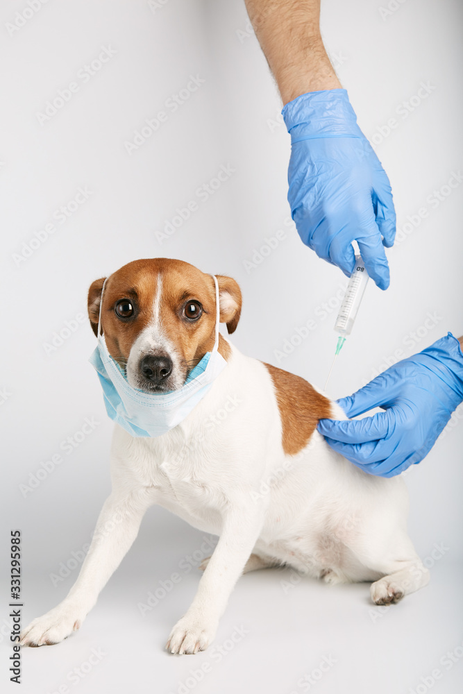 Jack russell  or small dog breeds  sitting on background and wearing mask for protect a pollution or disease. It was injected vaccine with syringe by owner. Treatment