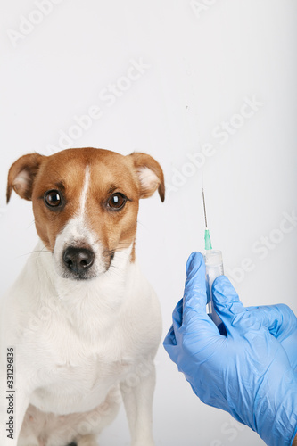 Jack russell or small dog breeds sitting on background and wearing mask for protect a pollution or disease. It was injected vaccine with syringe by owner. Treatment