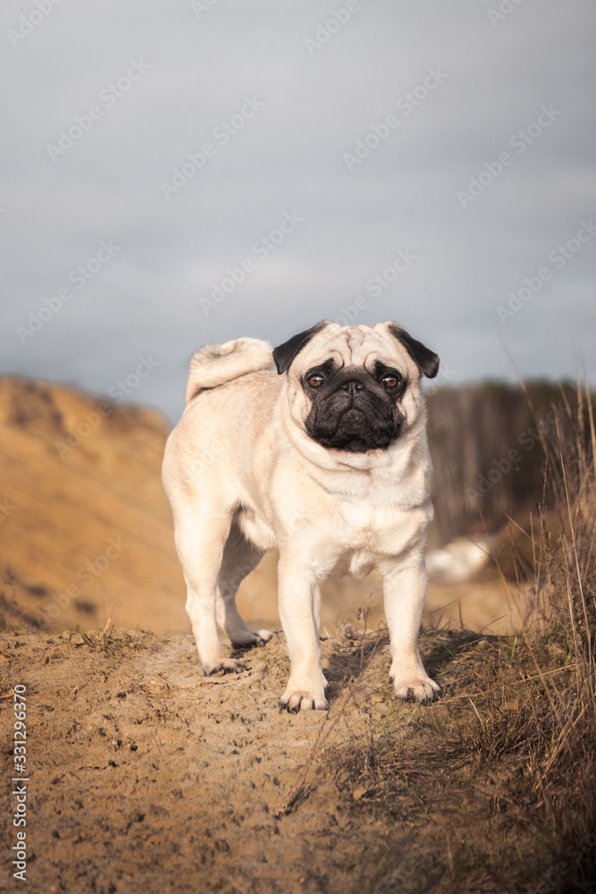 pug 