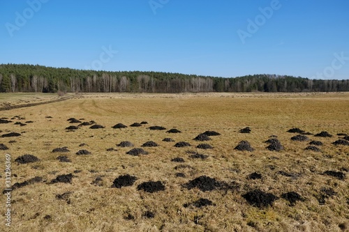 A field with a huge number of molehills in early spring.