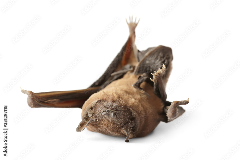 Dead bat close-up isolated