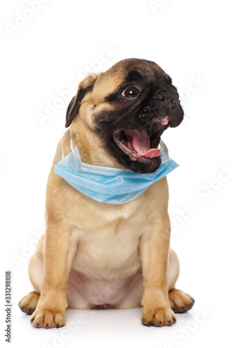 Pug puppy wearing a face medicine mask