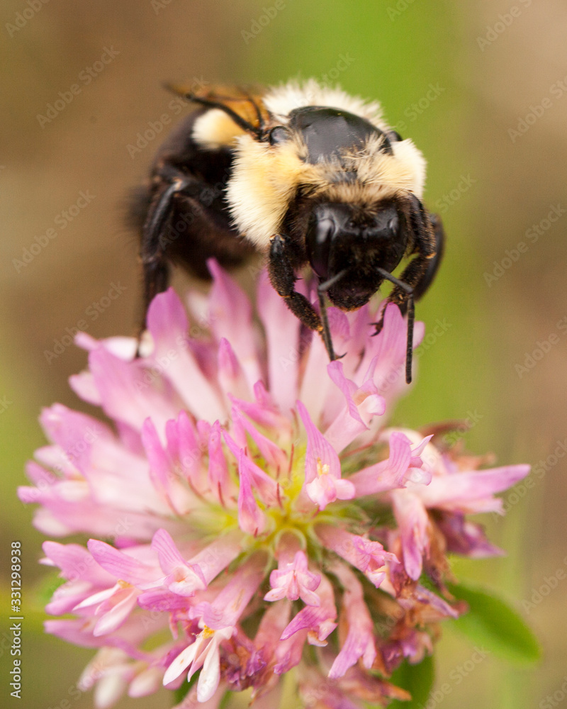 Bee on a purple thistle flower Bee on a purple thistle flower