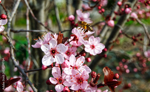 Biene Frühling Blüte