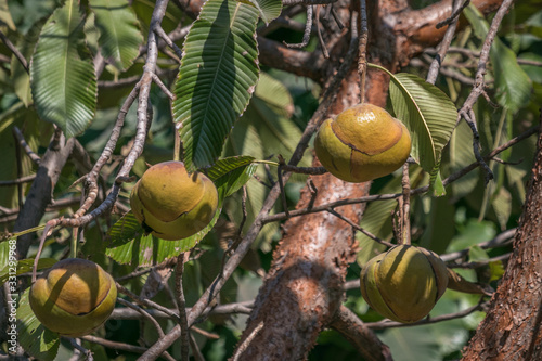  The elephant apple is really a mysterious fruit photo