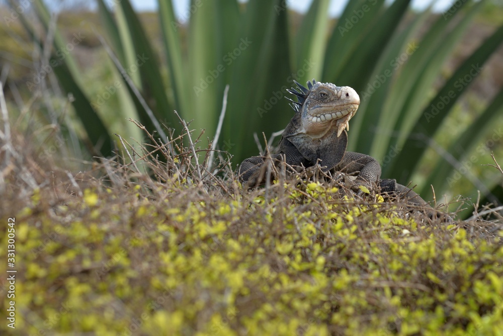 Obraz premium IGUANE