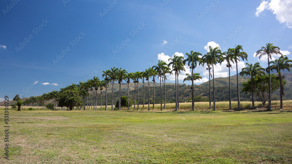Fototapeta premium path with palm trees in the park
