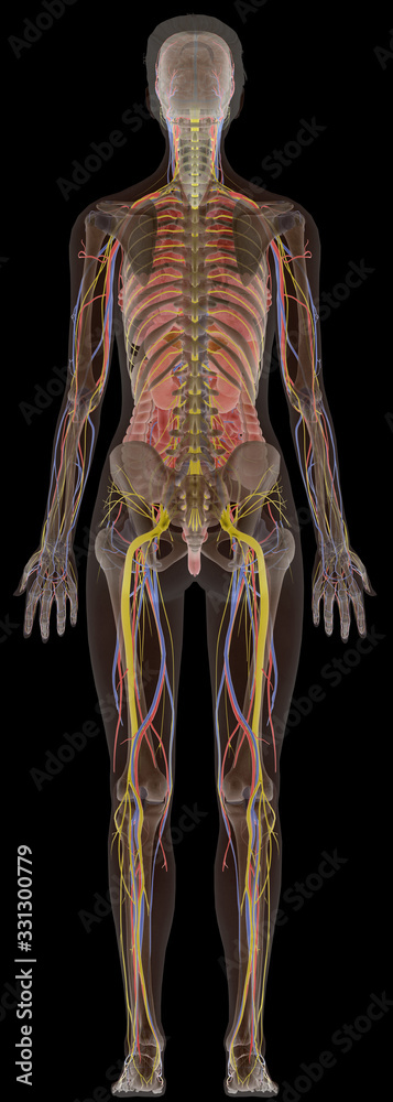 Human Anatomy X-Ray Female Body From Back Human Anatomy X-Ray Female Body From Back