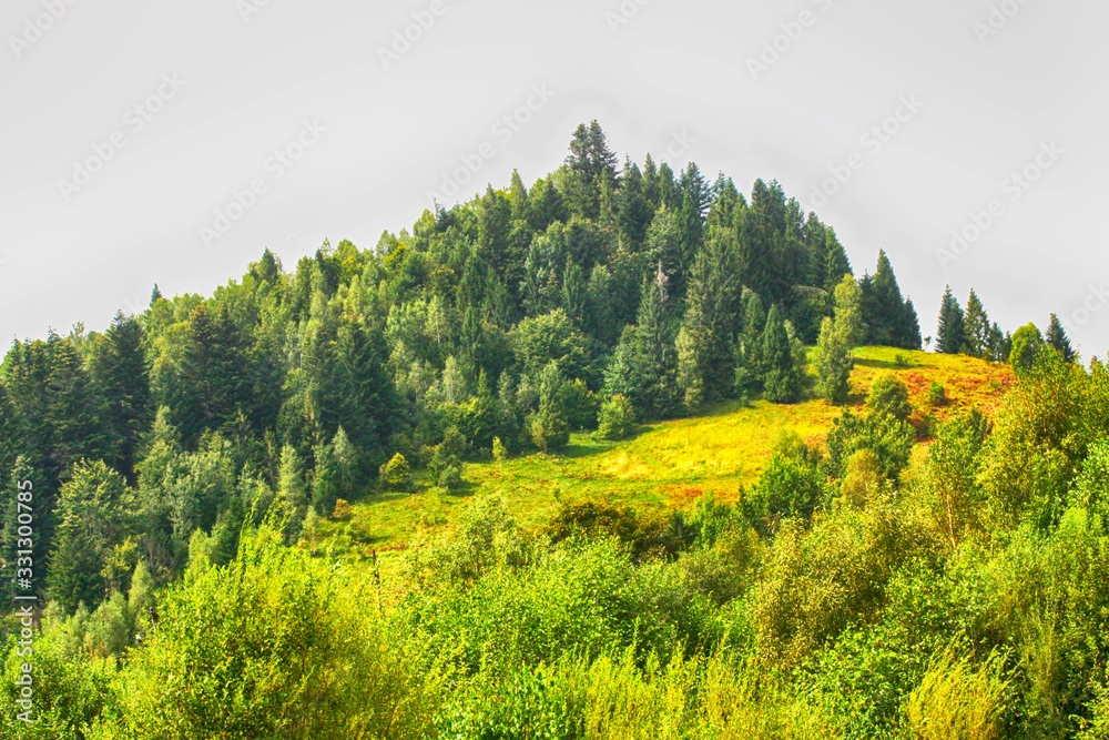 Beautiful landscape of the forest. Pine forest. Mountain landscape.