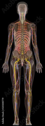 Human Anatomy X-Ray Female Body From Back