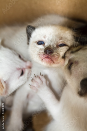 Three cute little sibling kittens