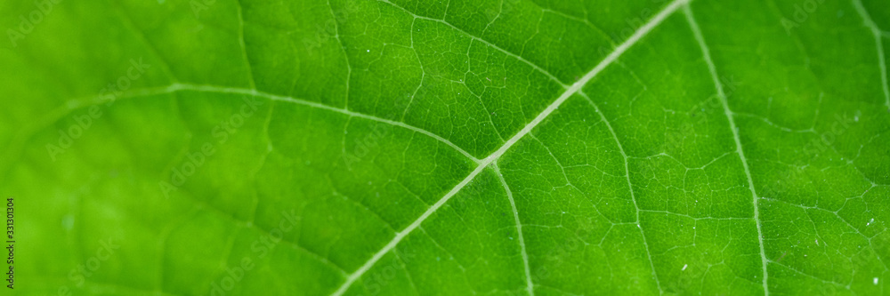 green leaf close-up, abstract flora texture green leaf close-up, abstract flora texture